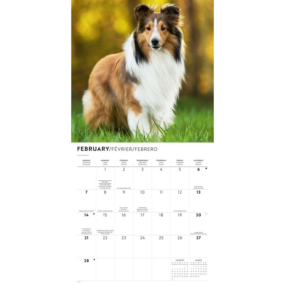 Shetland Sheepdogs 2027 Wall Calendar Second Alternate Image