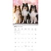 image Shetland Sheepdogs 2027 Wall Calendar Third Alternate Image