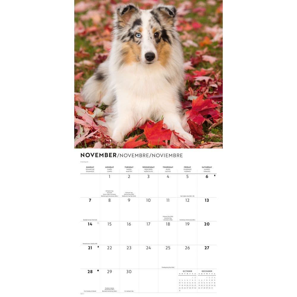Shetland Sheepdogs 2027 Wall Calendar Fourth Alternate Image