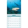 image Sharks 2027 Wall Calendar Third Alternate Image