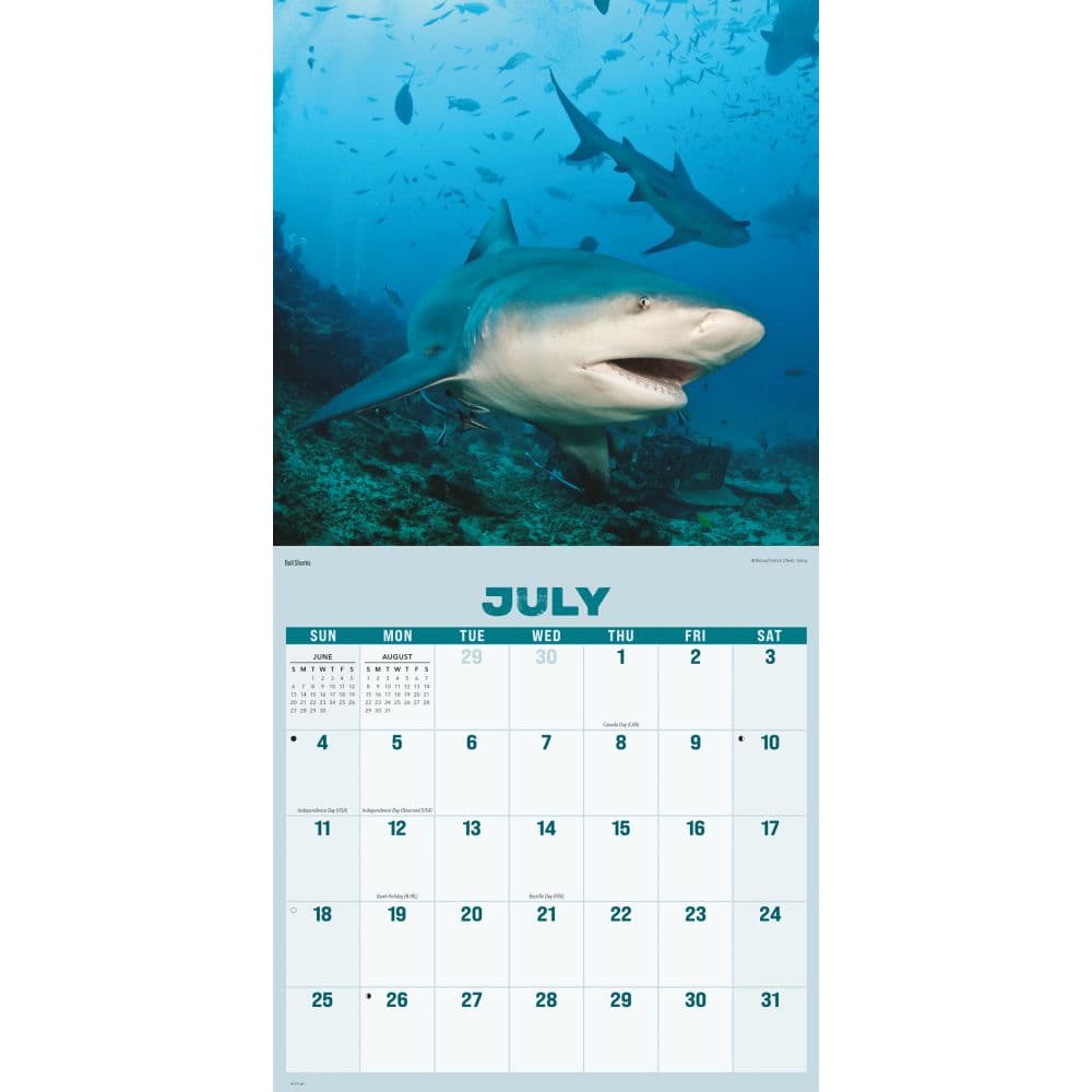 Sharks 2027 Wall Calendar Third Alternate Image