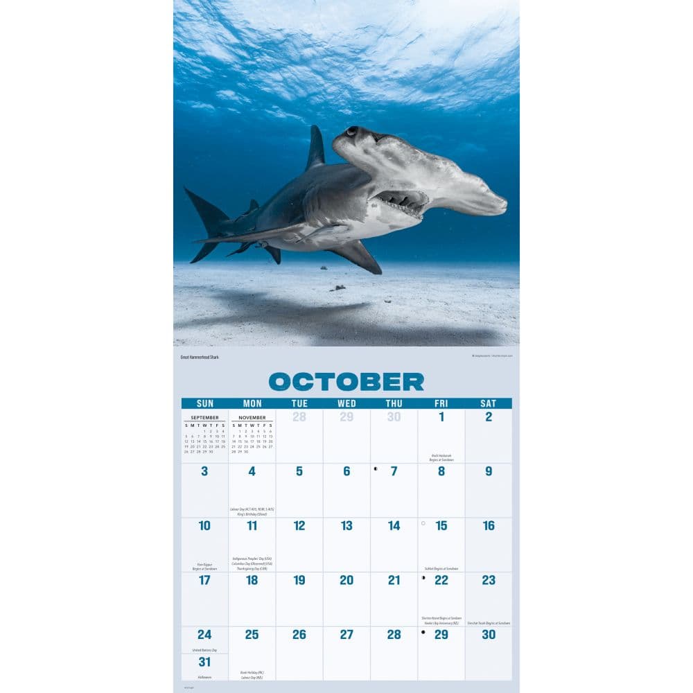 Sharks 2027 Wall Calendar Fourth Alternate Image