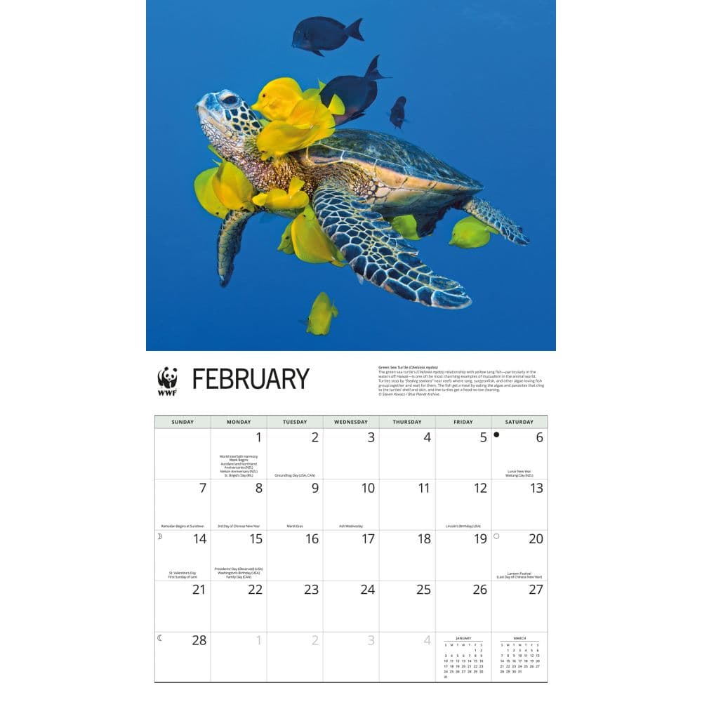 WWF Sea Turtles 2027 Wall Calendar Second Alternate Image