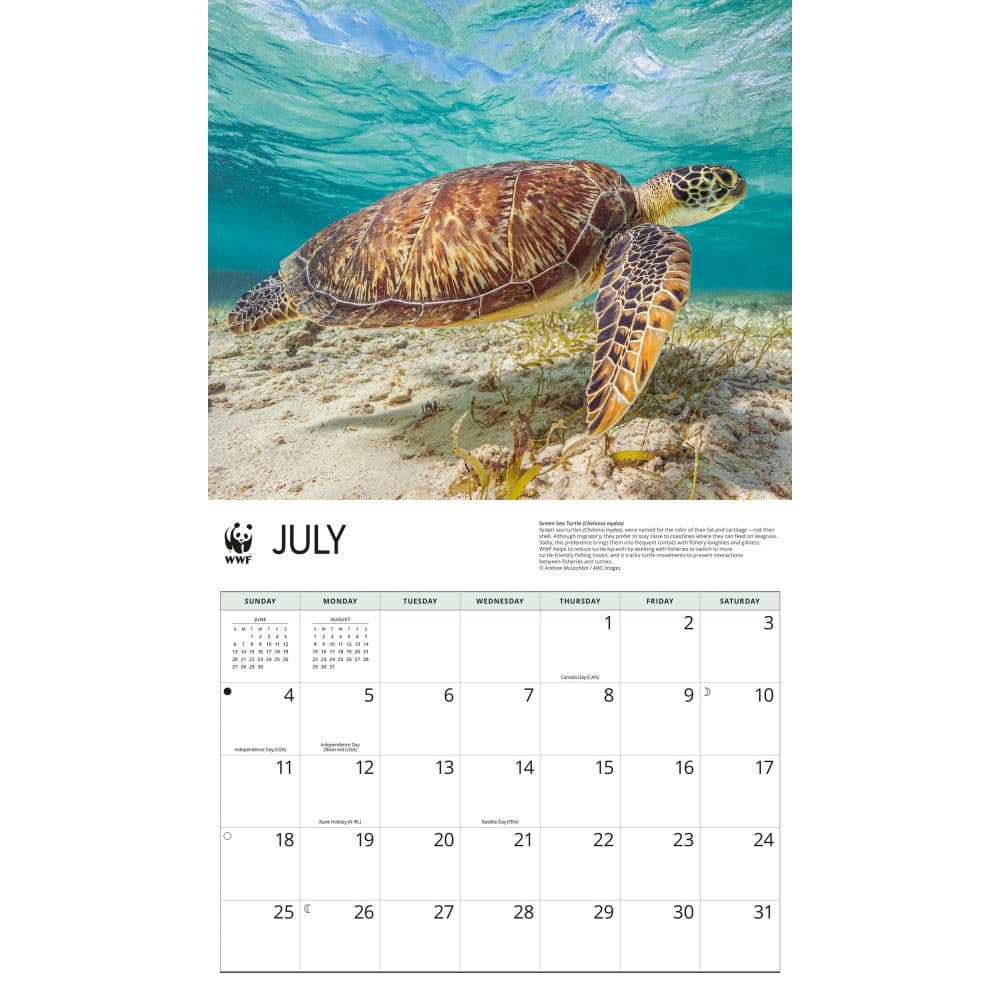 WWF Sea Turtles 2027 Wall Calendar Third Alternate Image