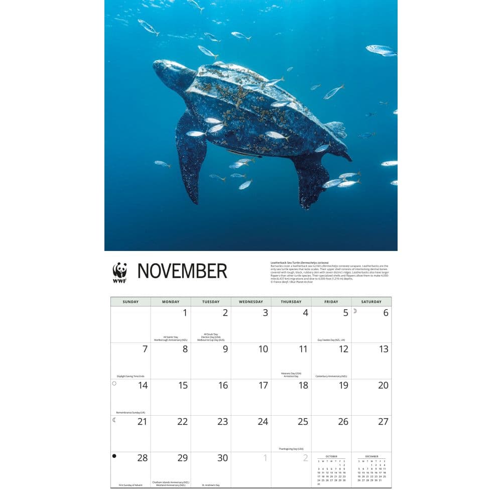WWF Sea Turtles 2027 Wall Calendar Fourth Alternate Image