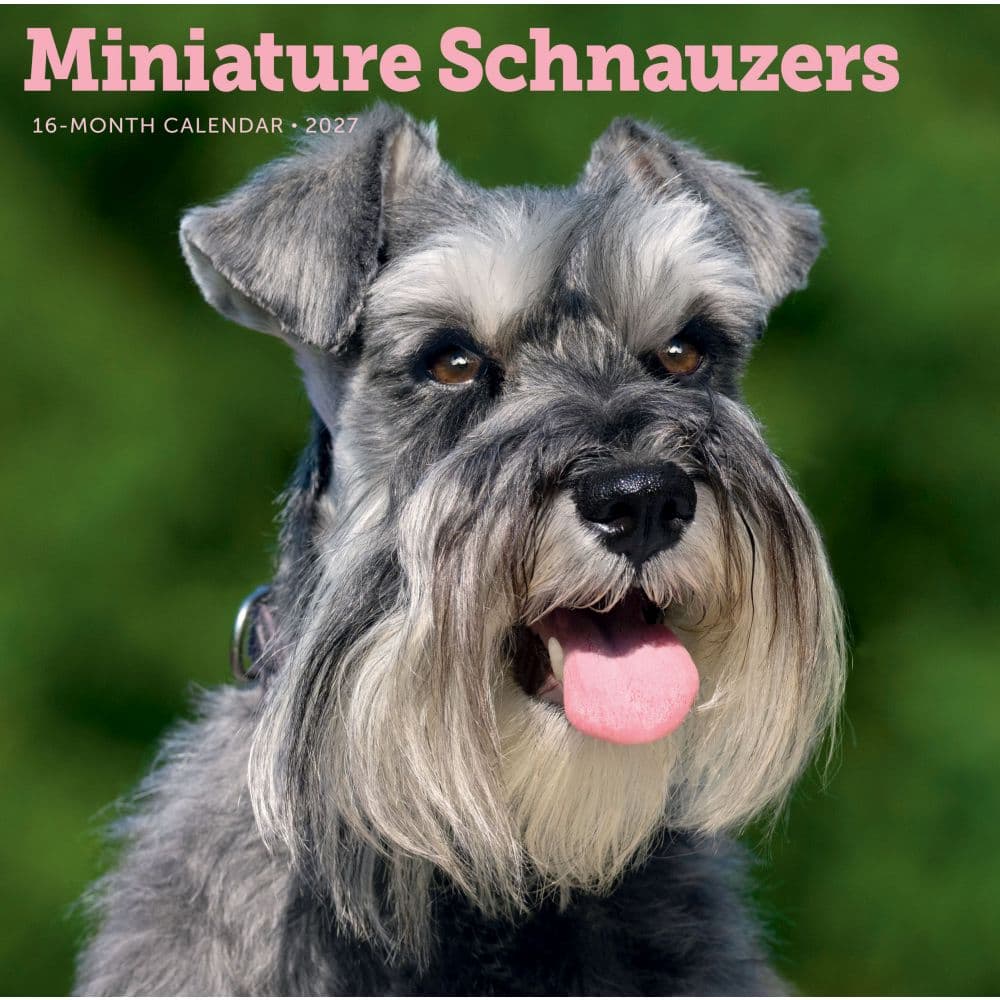 Miniature Schnauzers 2027 Wall Calendar Main Product Image