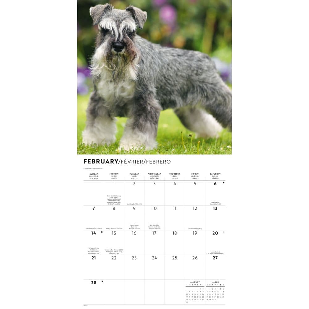 Miniature Schnauzers 2027 Wall Calendar Second Alternate Image