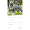 image Miniature Schnauzers 2027 Wall Calendar Second Alternate Image