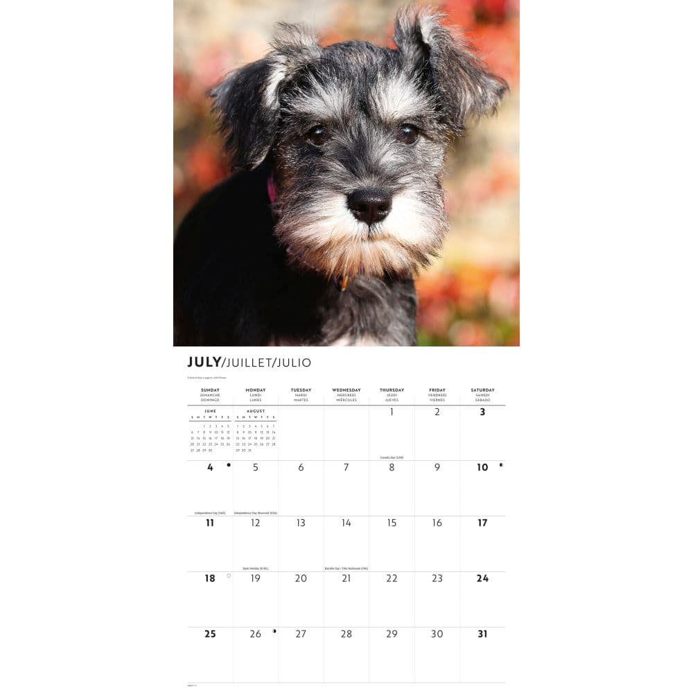 Miniature Schnauzers 2027 Wall Calendar Third Alternate Image