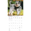 image Miniature Schnauzers 2027 Wall Calendar Fourth Alternate Image