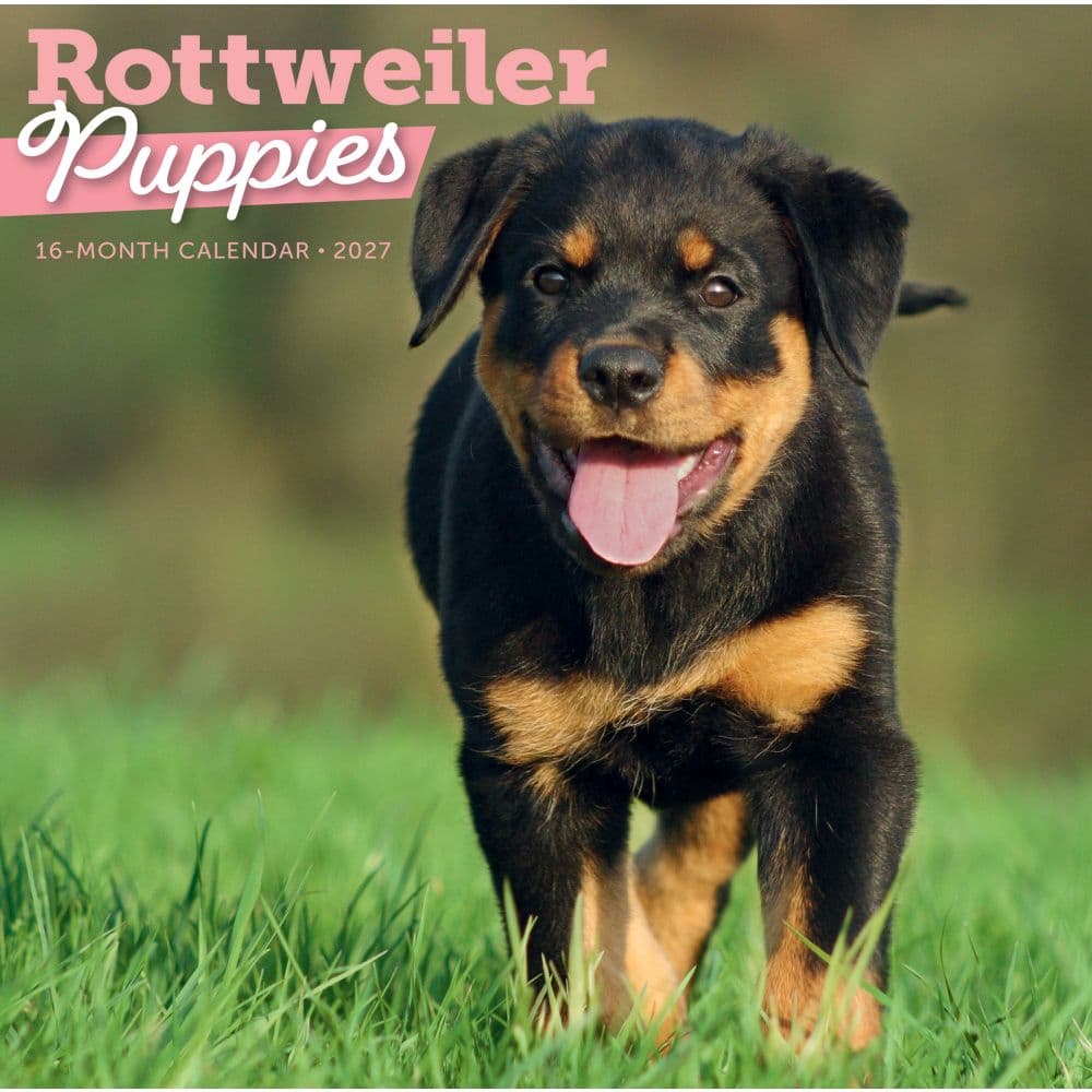Rottweiler Puppies 2027 Wall Calendar Main Product Image