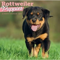image Rottweiler Puppies 2027 Wall Calendar Main Product Image