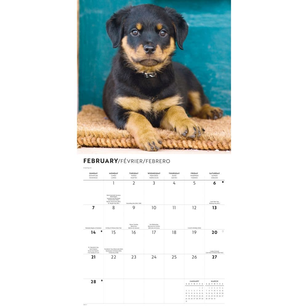 Rottweiler Puppies 2027 Wall Calendar Second Alternate Image