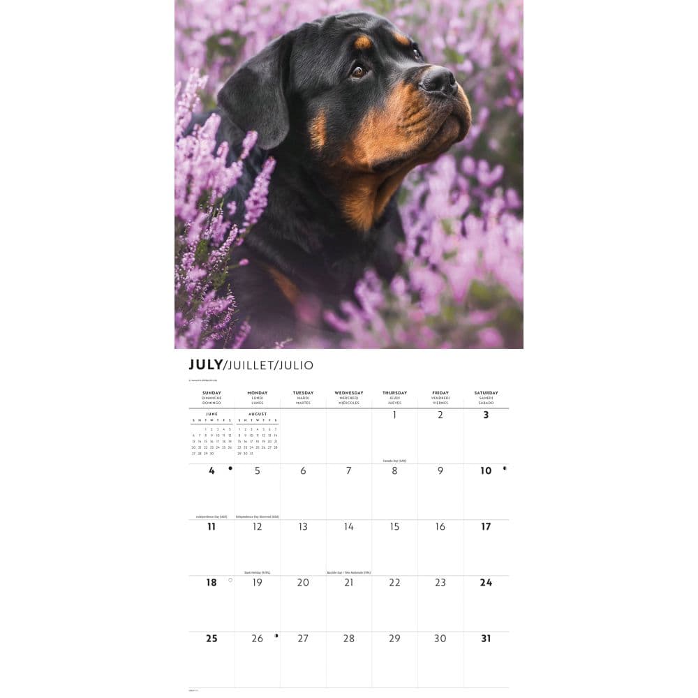 Rottweiler Puppies 2027 Wall Calendar Third Alternate Image