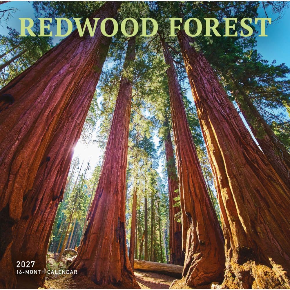 Redwood Forest 2027 Wall Calendar Main Product Image