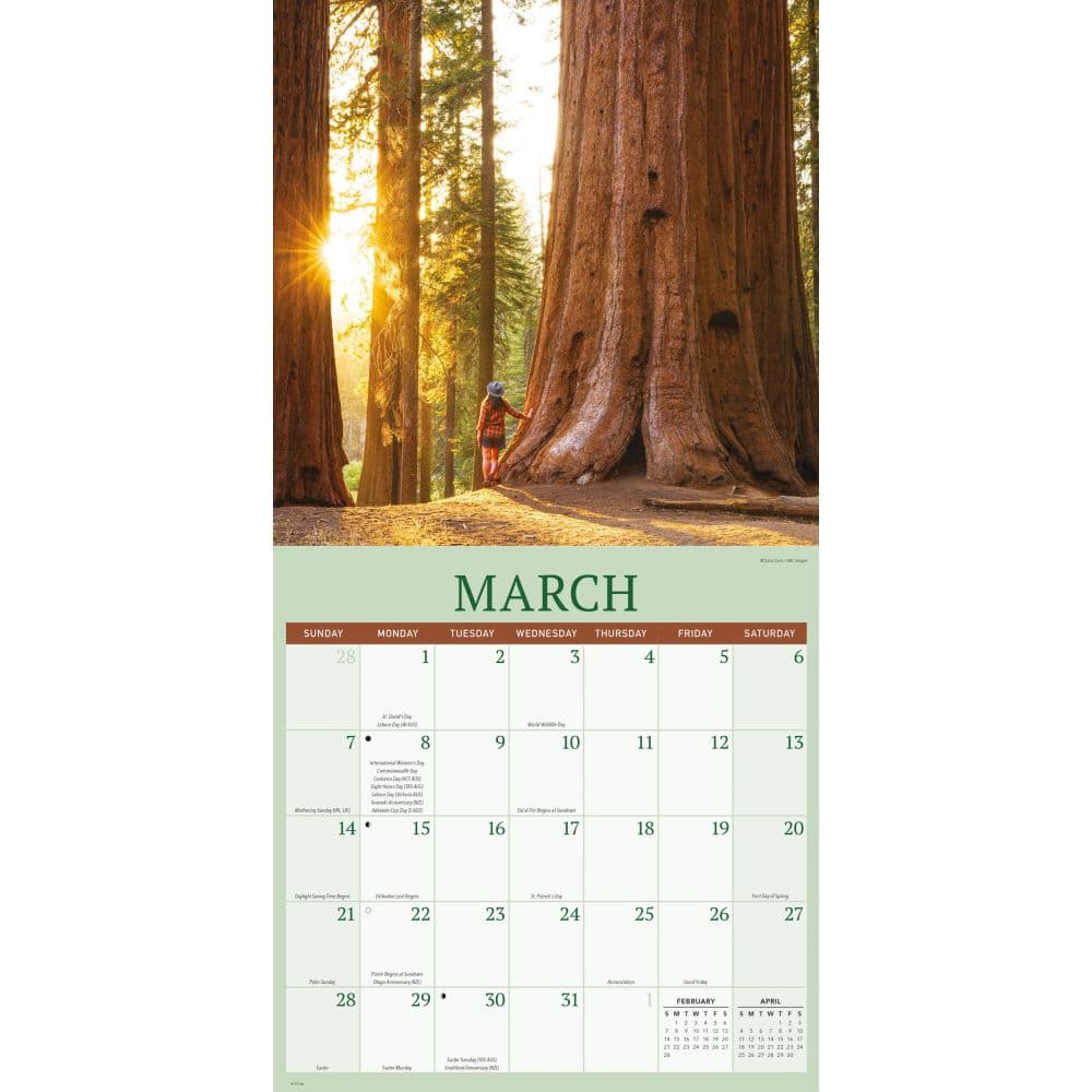 Redwood Forest 2027 Wall Calendar Second Alternate Image