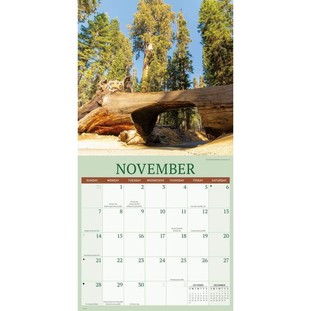 Redwood Forest 2027 Wall Calendar Fourth Alternate Image
