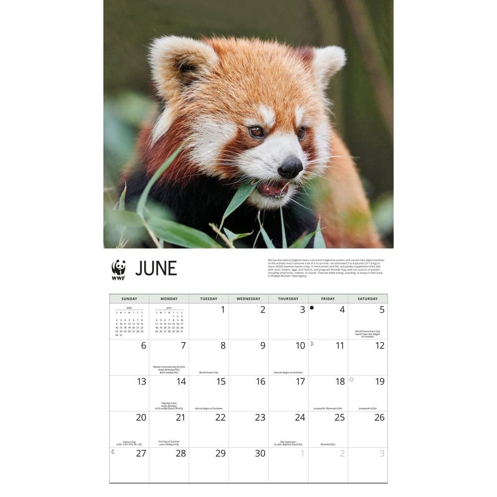 WWF Red Pandas 2027 Wall Calendar Third Alternate Image