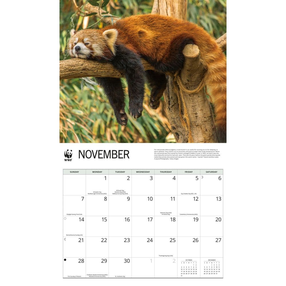 WWF Red Pandas 2027 Wall Calendar Fourth Alternate Image