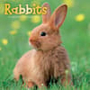 image Rabbits 2027 Wall Calendar Main Product Image