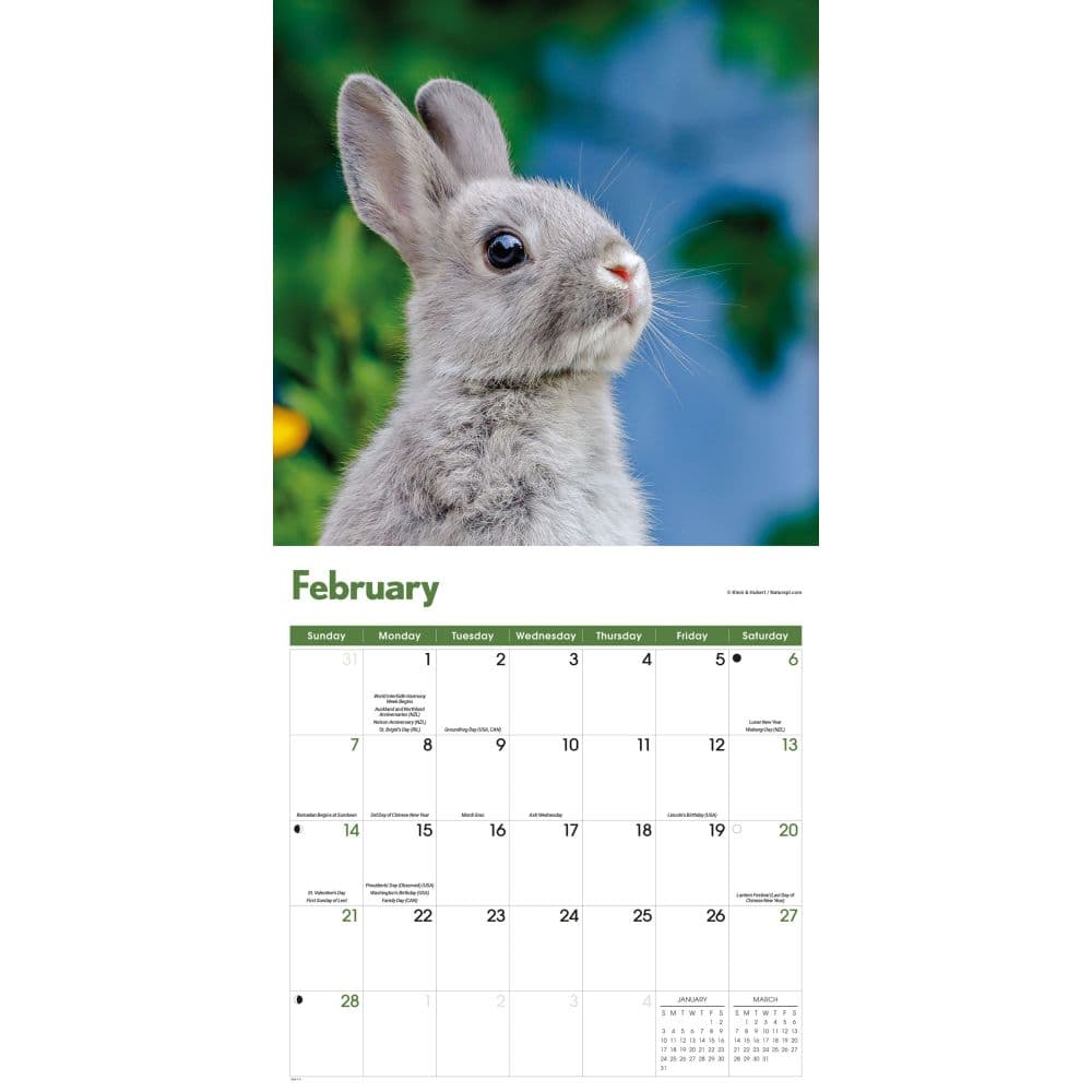 Rabbits 2027 Wall Calendar Second Alternate Image