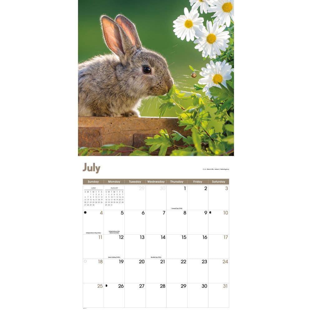 Rabbits 2027 Wall Calendar Third Alternate Image