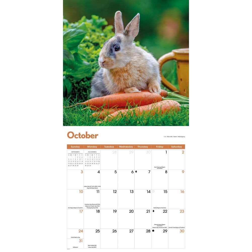 Rabbits 2027 Wall Calendar Fourth Alternate Image