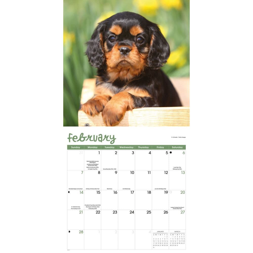 Puppies 2027 Wall Calendar Second Alternate Image