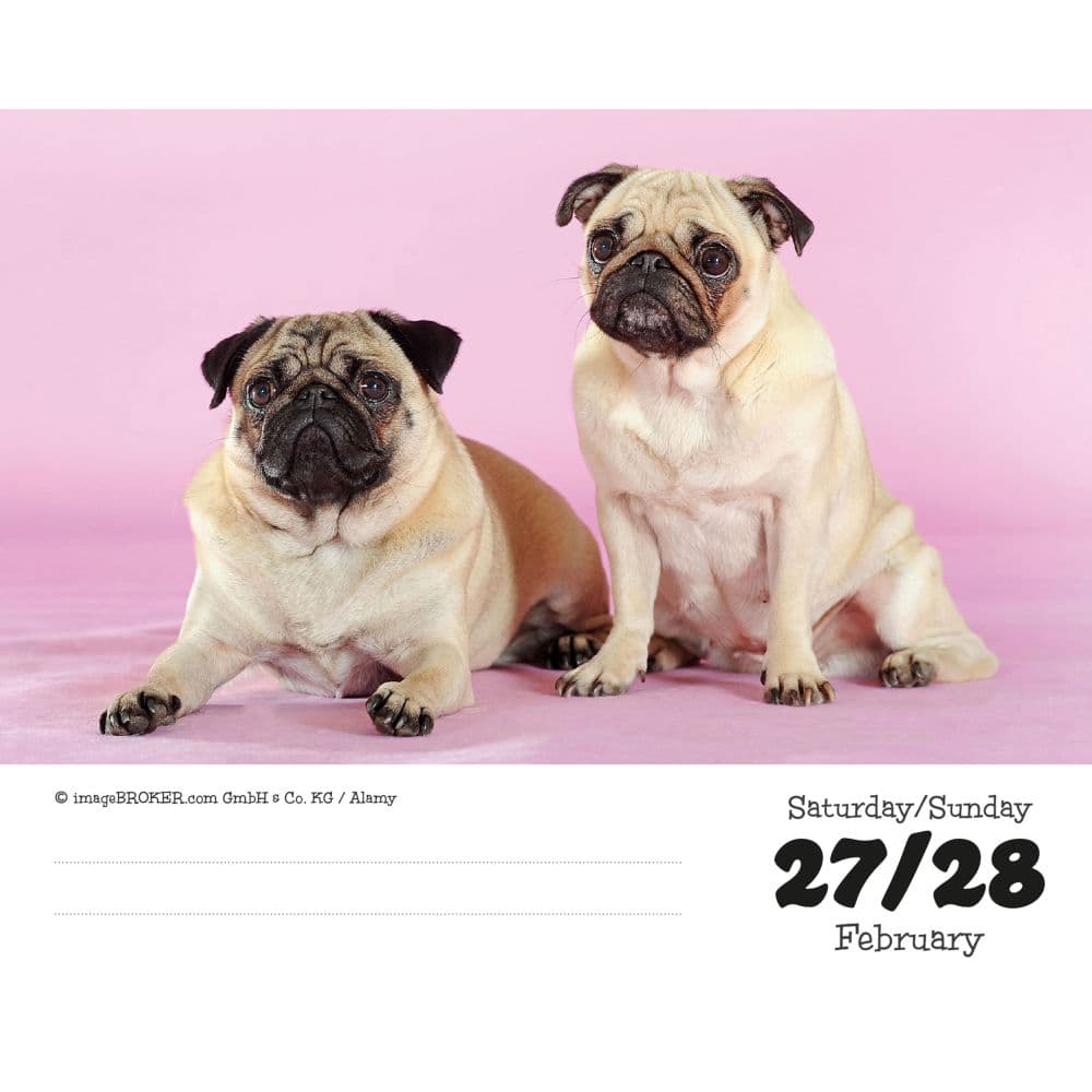 Pugs 2027 Desk Calendar Second Alternate Image
