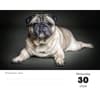image Pugs 2027 Desk Calendar Third Alternate Image