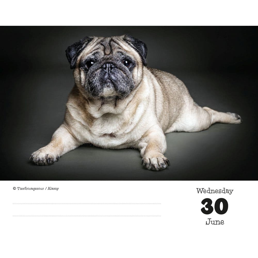 Pugs 2027 Desk Calendar Third Alternate Image