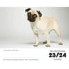 image Pugs 2027 Desk Calendar Fourth Alternate Image