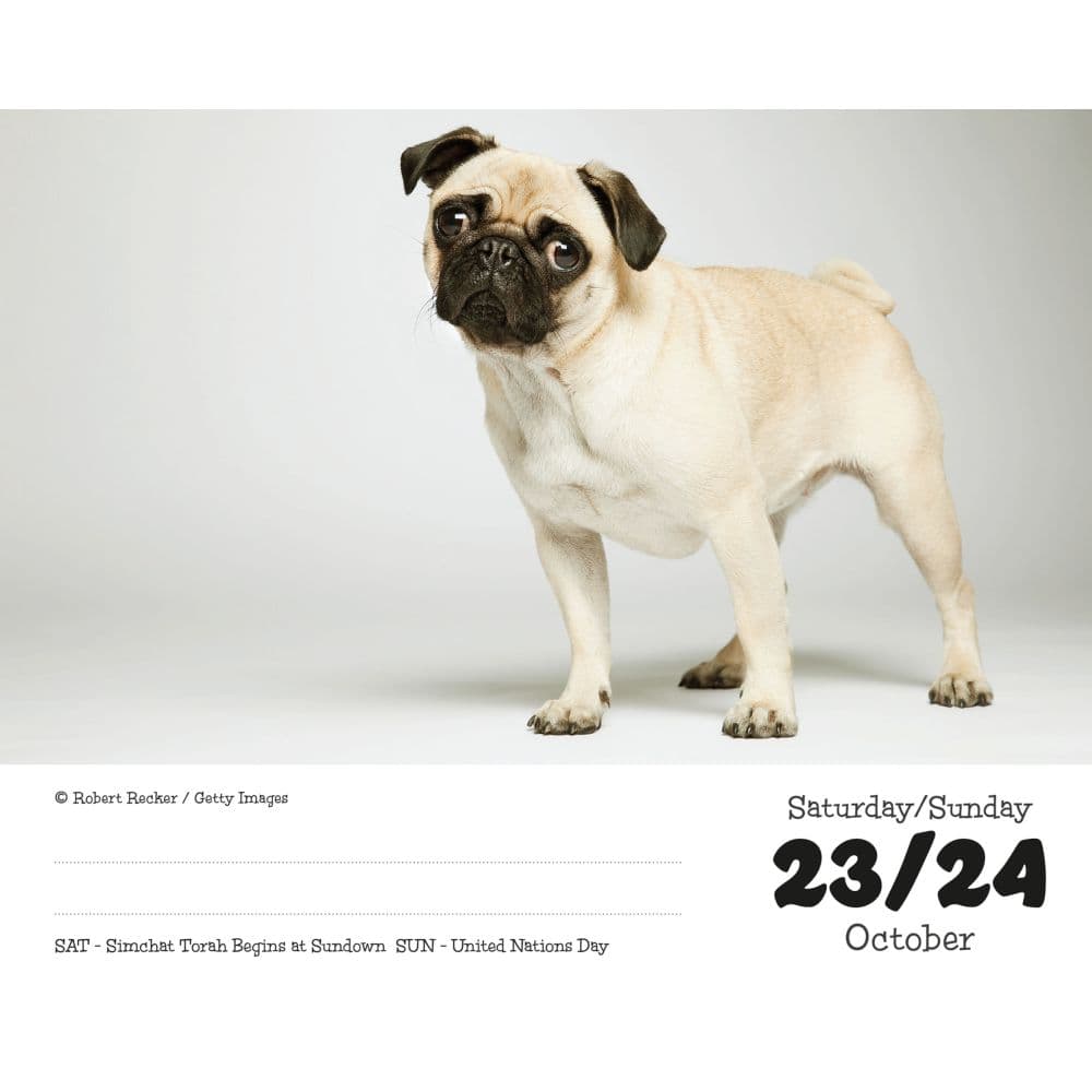 Pugs 2027 Desk Calendar Fourth Alternate Image