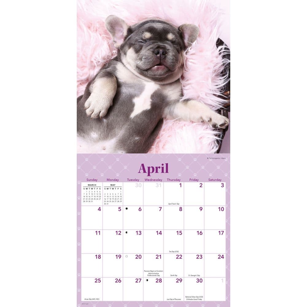 Sleepy Puppies 2027 Mini Wall Calendar Second Alternate Image