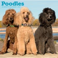 image Poodles 2027 Wall Calendar Main Product Image