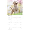 image Poodles 2027 Wall Calendar Third Alternate Image