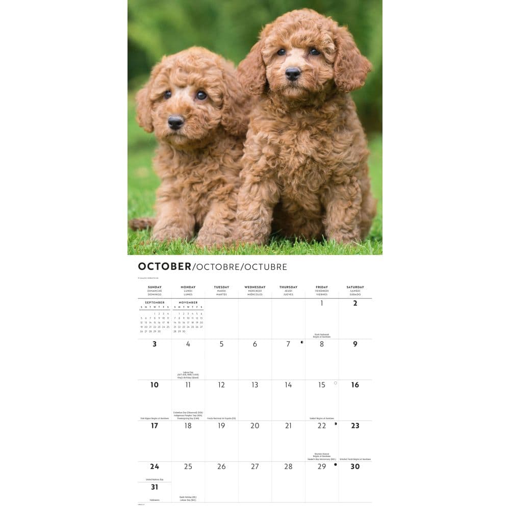 Poodles 2027 Wall Calendar Fourth Alternate Image