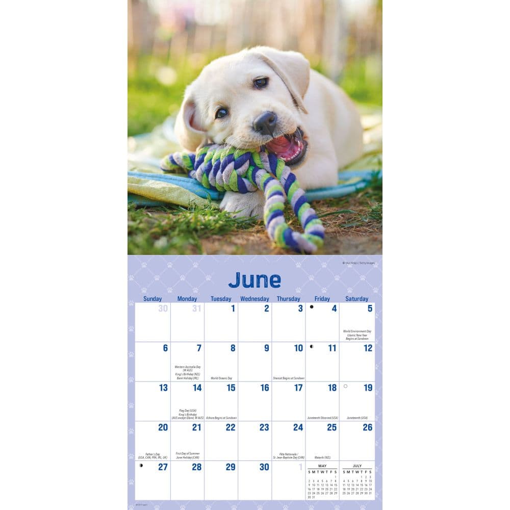 Playful Puppies 2027 Mini Wall Calendar Third Alternate Image