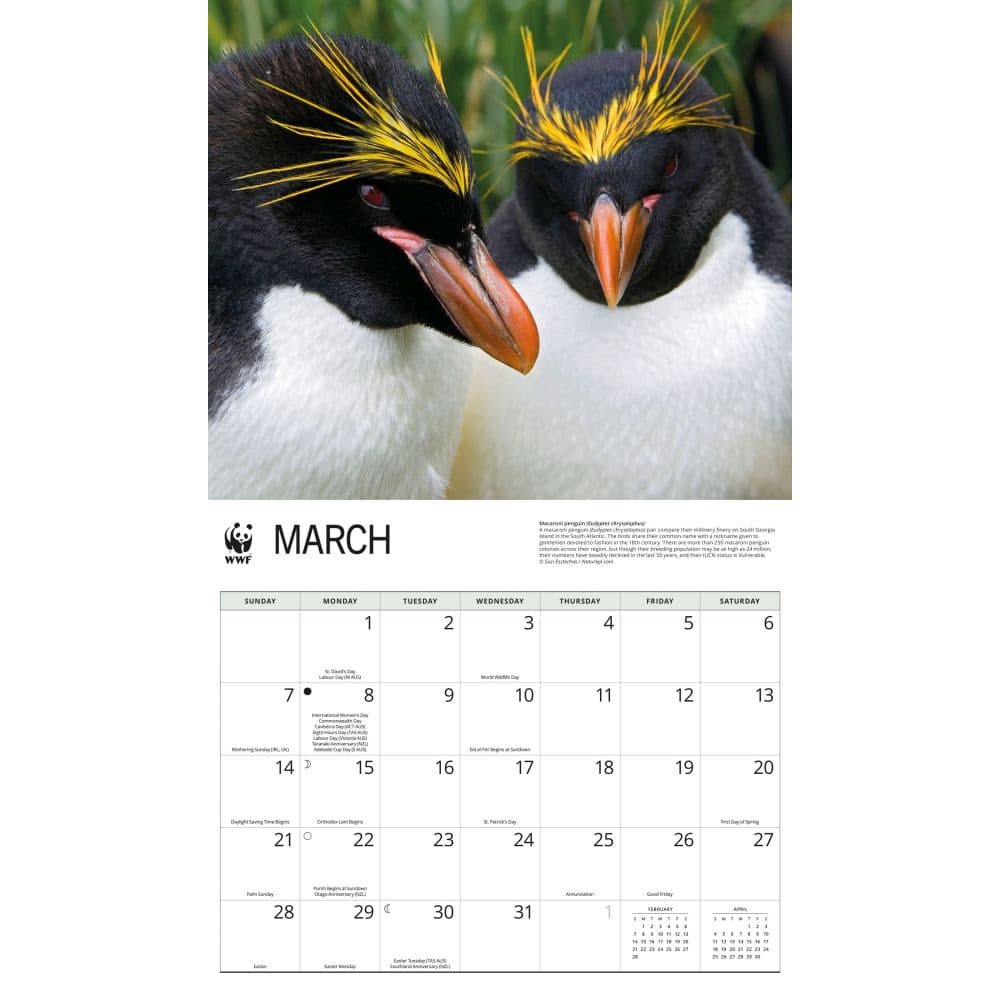 WWF Penguins 2027 Wall Calendar Second Alternate Image