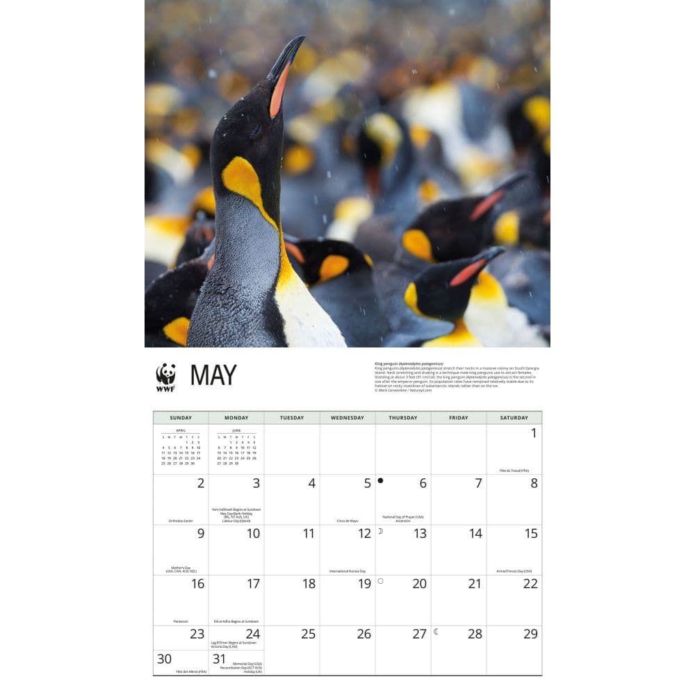WWF Penguins 2027 Wall Calendar Third Alternate Image