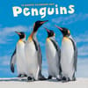 image Penguins 2027 Wall Calendar Main Product Image