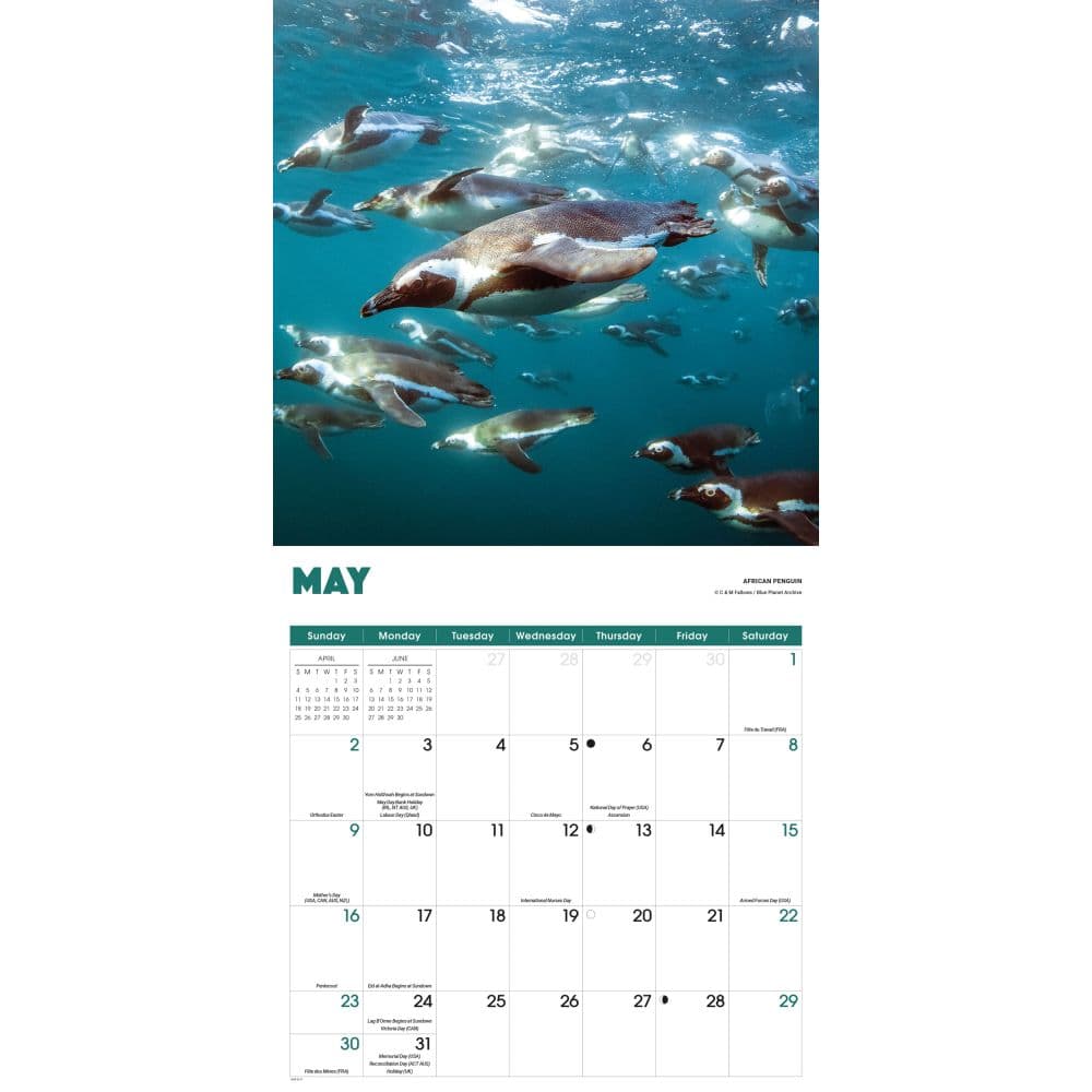 Penguins 2027 Wall Calendar Third Alternate Image