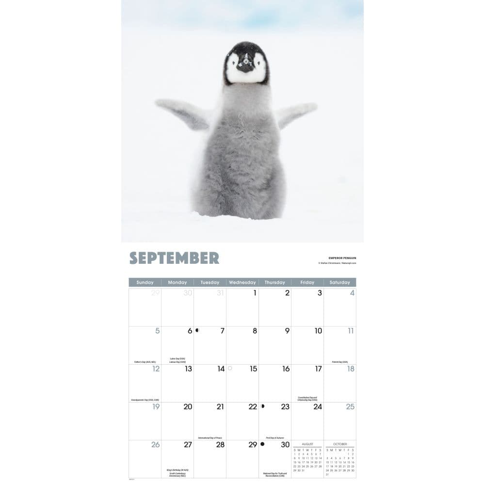 Penguins 2027 Wall Calendar Fourth Alternate Image