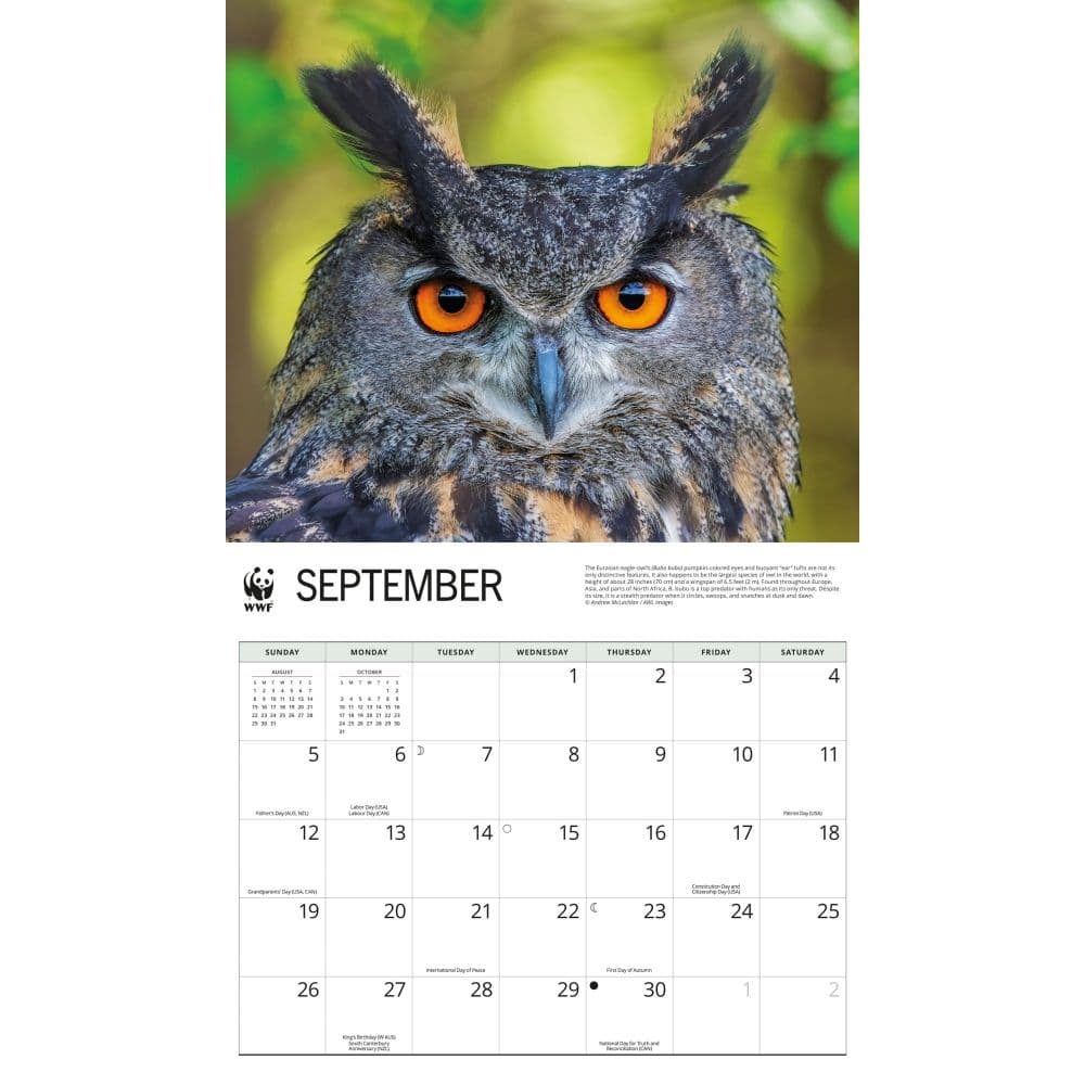 WWF Owls 2027 Wall Calendar Third Alternate Image