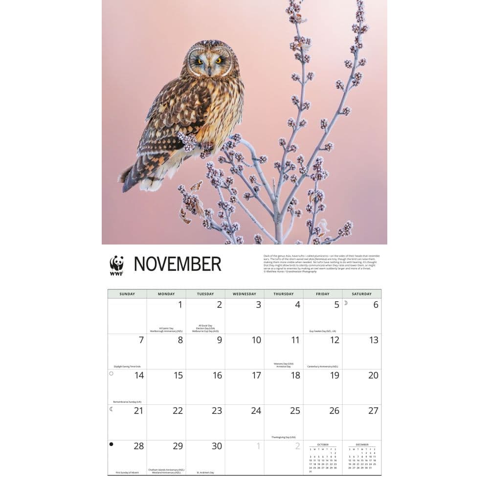 WWF Owls 2027 Wall Calendar Fourth Alternate Image