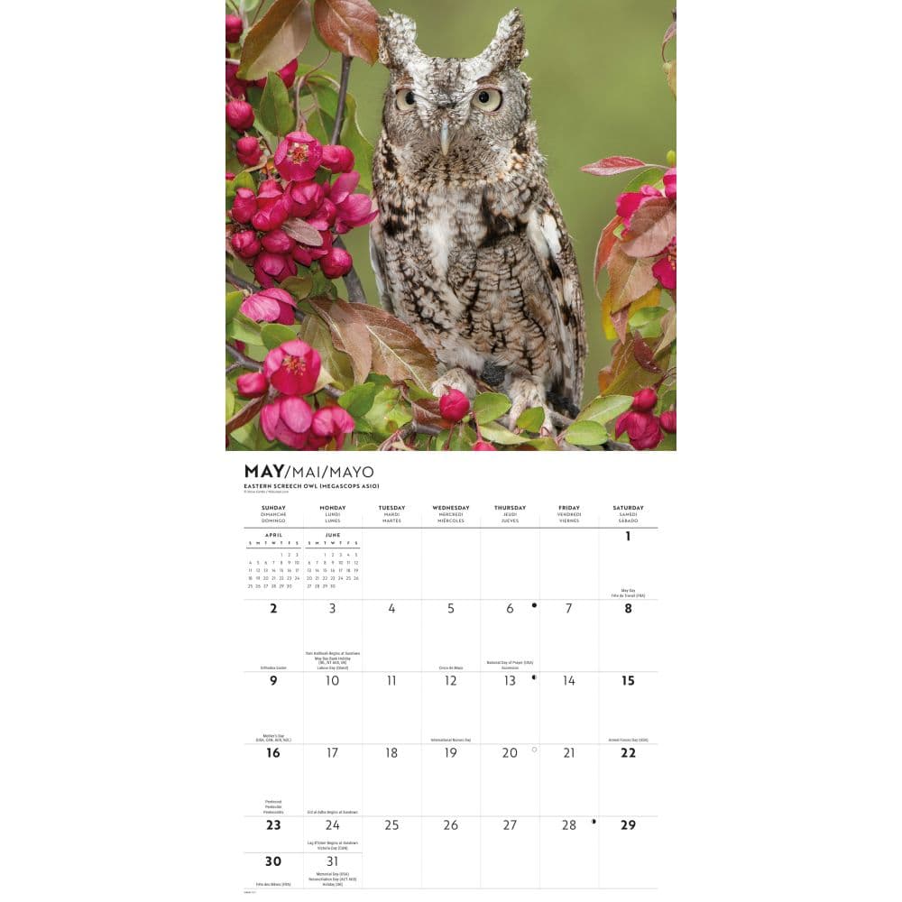 Owls 2027 Wall Calendar Third Alternate Image