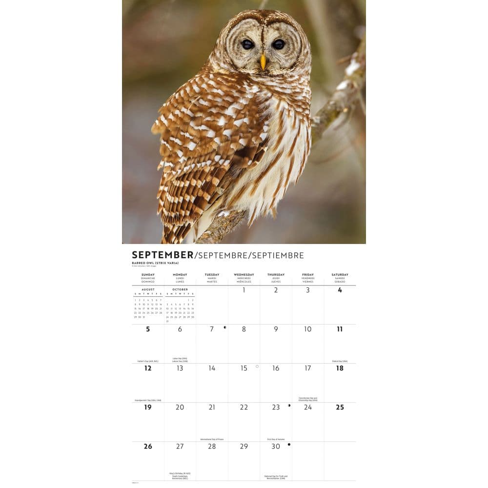 Owls 2027 Wall Calendar Fourth Alternate Image