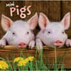 image Mini Pigs 2027 Wall Calendar Main Product Image