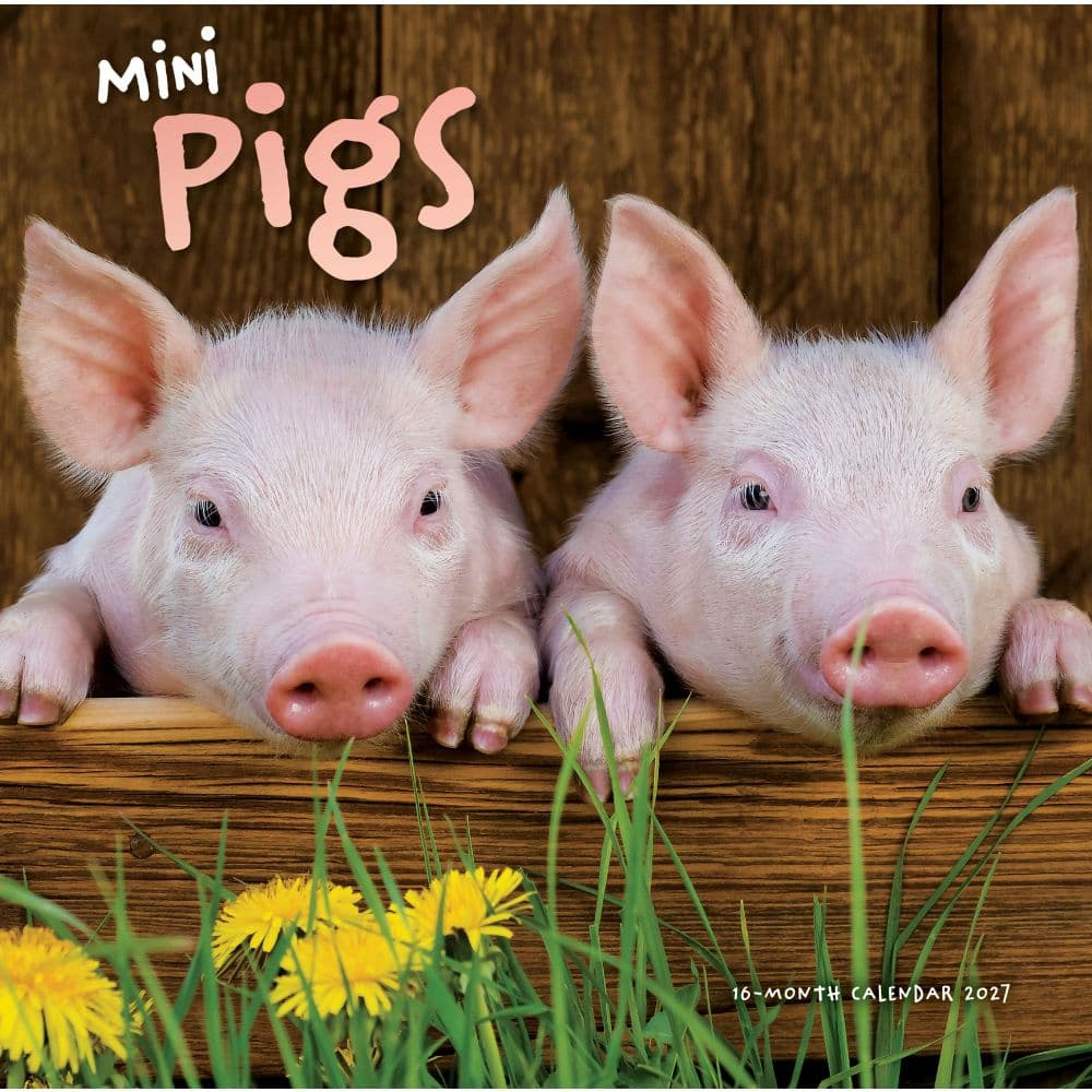 image Mini Pigs 2027 Wall Calendar Main Product Image