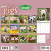 image Mini Pigs 2027 Wall Calendar First Alternate Image